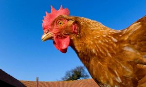 У Китаї чоловіка засудили за те, що він залякав до смерті сусідських курей 