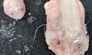 Ученым удалось найти самую глубоководную рыбу на Земле