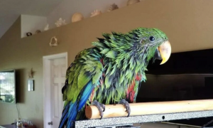Загублений папуга повернувся додому завдяки тому, що почав говорити на вечірці з людьми (ФОТО)