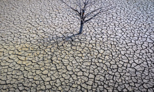 Испания просит у ЕС финансовую поддержку для пострадавших от засухи фермеров