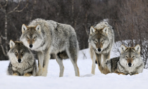 Баварія спростила відстріл вовків після скарг фермерів
