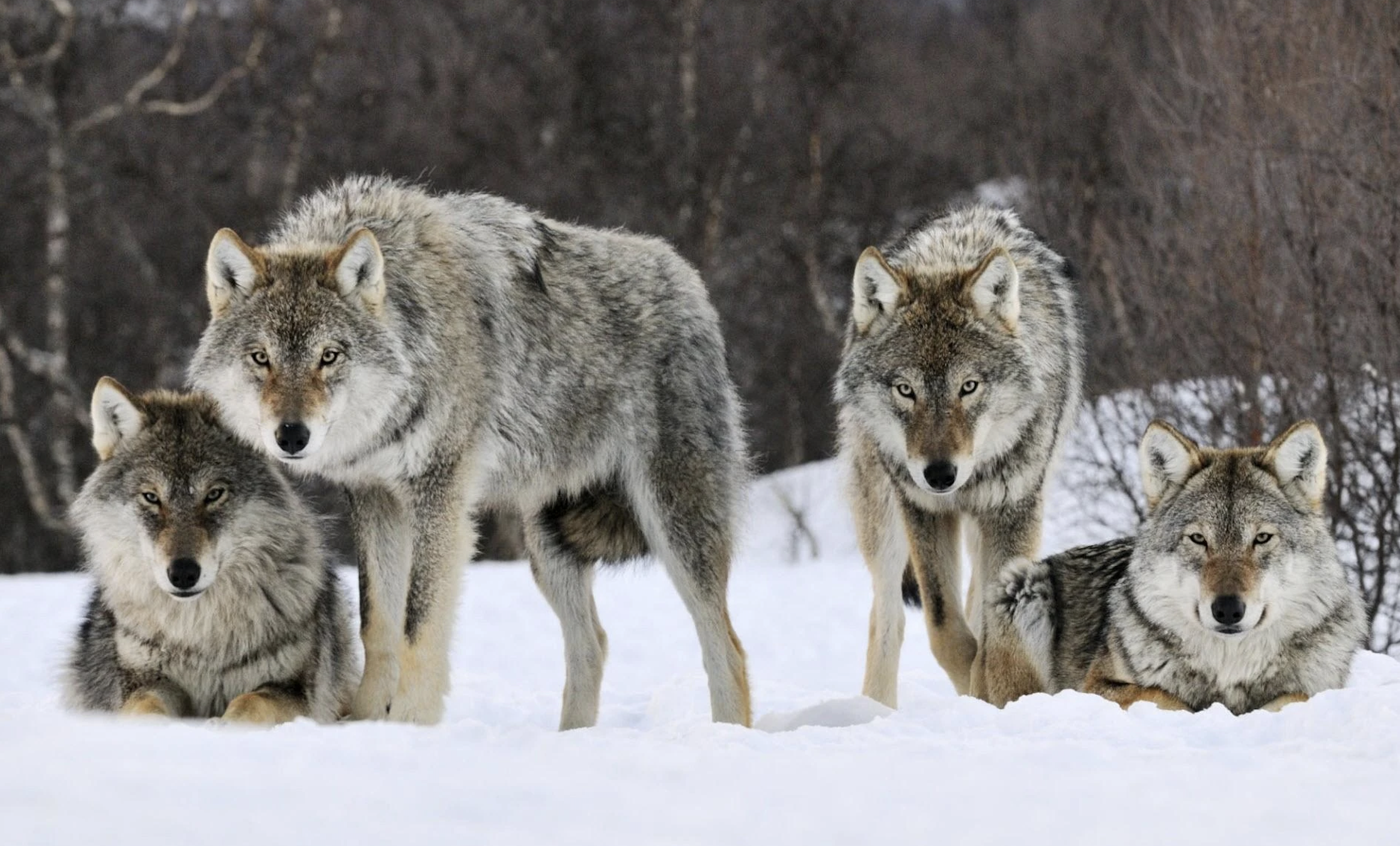 Бавария упростила отстрел волков после жалоб фермеров