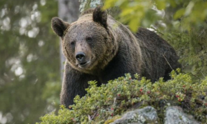 У Словенії за 20 км від столиці Любляни ведмідь напав на людину