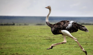 У чеському Брно ганялись за розлюченим страусом, що втік від хазяїна