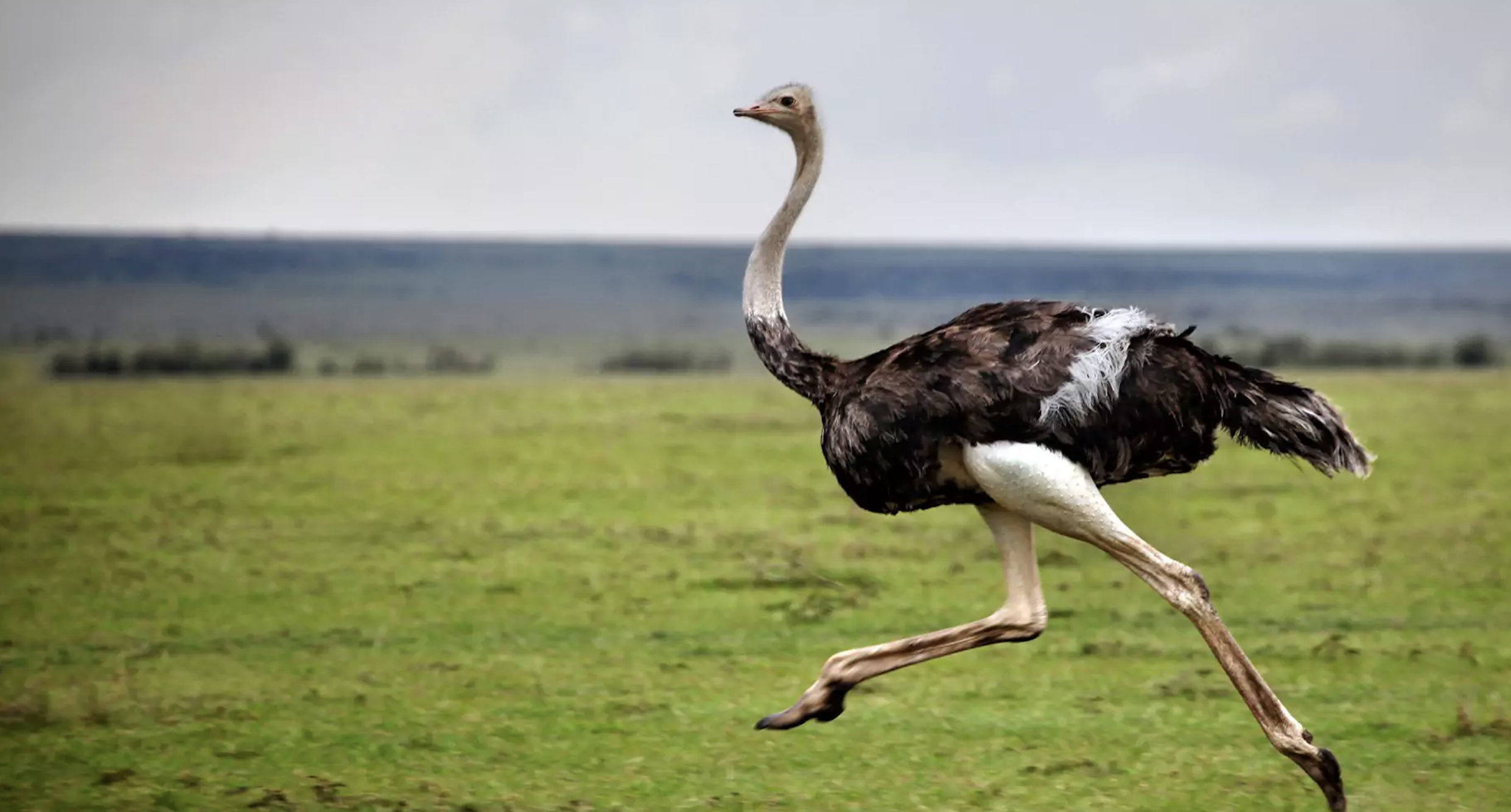 У чеському Брно ганялись за розлюченим страусом, що втік від хазяїна