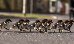 Варшава заблокує центральну автостраду через «ходу» качок (фото)