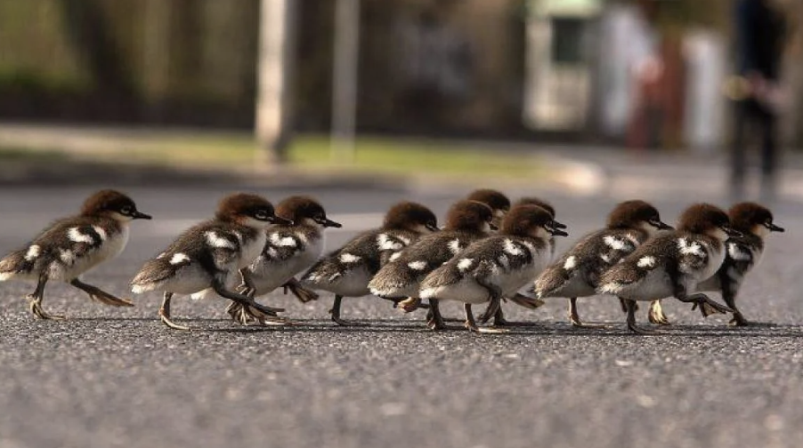 Варшава заблокує центральну автостраду через «ходу» качок (фото)