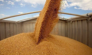 Заборона імпорту українського зерна: у ЄК заявили, що односторонні дії держав неприйнятні