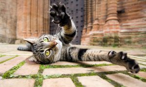 Видео: в церемонию ночной молитвы в Рамадан внезапно вмешался котик 