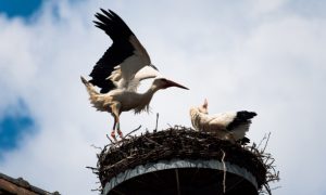 В Латвии выписали штраф на десятки тысяч за разрушение птичьих гнезд