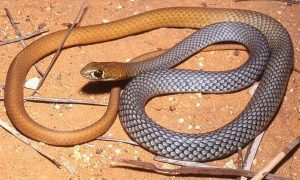 Опасная красота. В Австралии нашли новый вид ядовитых змей