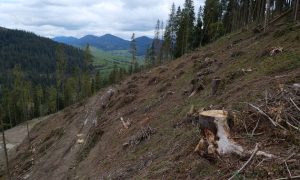 На Полтавщине разоблачили преступников, которые организовали незаконную вырубку леса