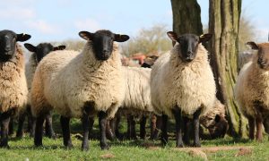 Угоду щодо вільної торгівлі Австралії та ЄС провалено – що стало наріжним каменем