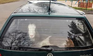 Верховная Рада планирует ввести новые штрафы для водителей