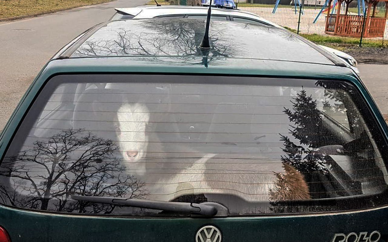 Верховная Рада планирует ввести новые штрафы для водителей