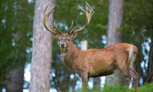 У Києві врятували оленя, який бігав вулицями столиці – відео