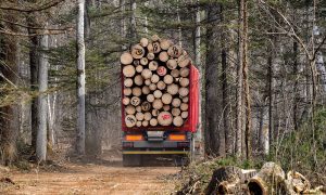 З’явився перший електронний квиток на вирубку лісу в Україні