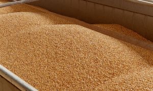 Україна експортувала майже 9 млн тонн зернових у  2023/24МР