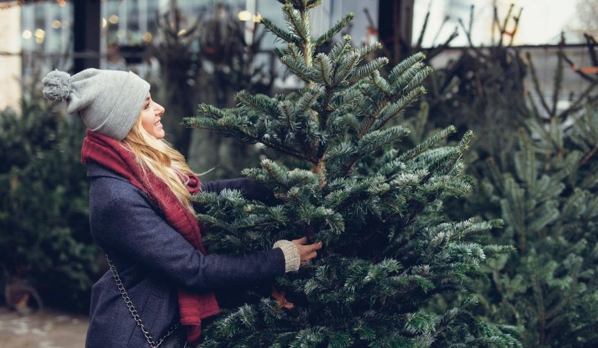 Вартість ялинки в Україні: як змінилися ціни за рік