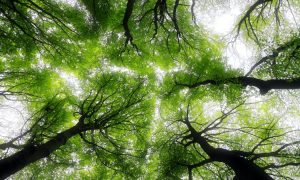 125 га лісу в Києві визнали заказником