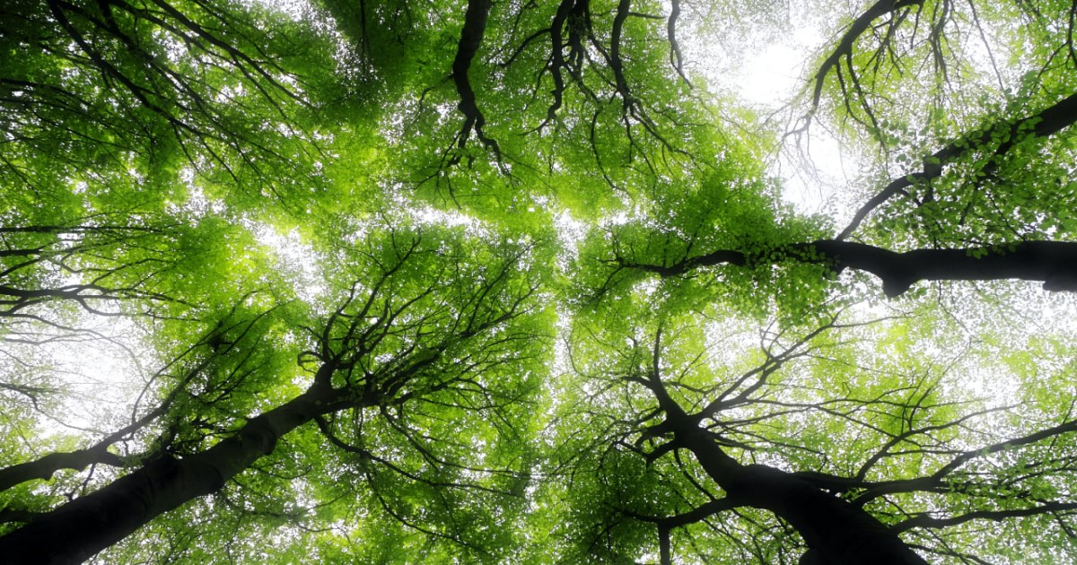 125 га лісу в Києві визнали заказником