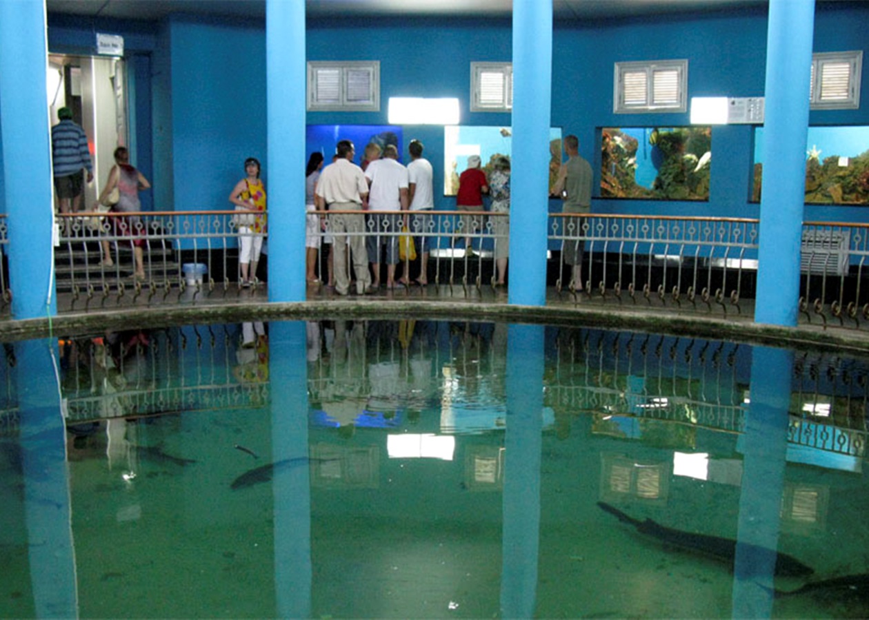 У Севастопольському музеї-акваріумі через шторм загинули близько 800 його мешканців