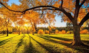 В Київській області зафіксували нові температурні рекорди