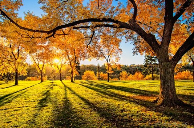 В Київській області зафіксували нові температурні рекорди