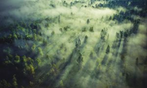 Якими були найбільші закупівлі ДП «Ліси України» у 2023 році: 10 основних