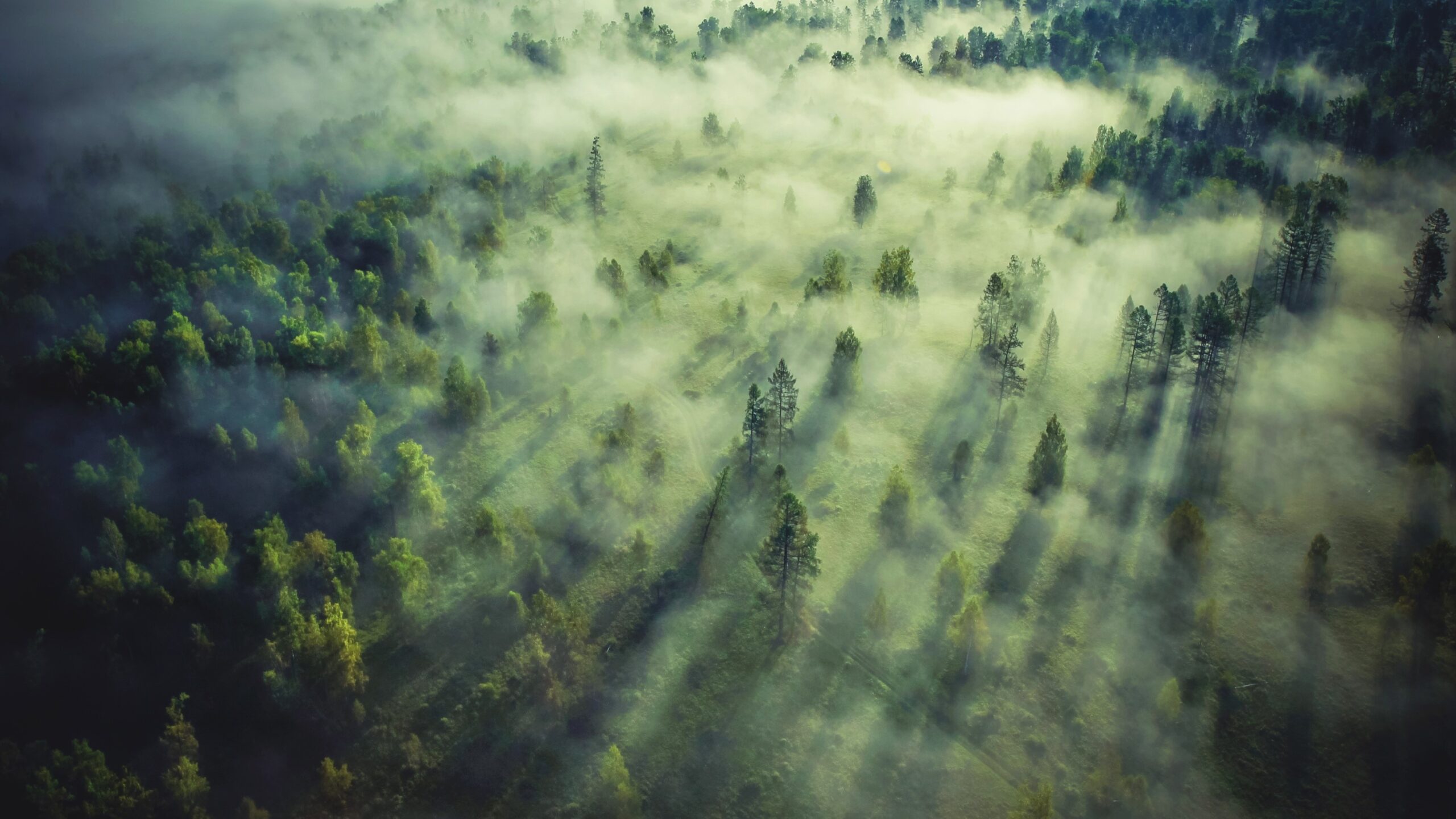 Якими були найбільші закупівлі ДП «Ліси України» у 2023 році: 10 основних