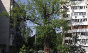 Буревій пошкодив один з найстаріших дубів у Києві. Йому не менше ніж 500 років