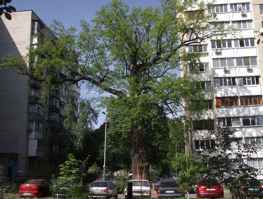 Буревій пошкодив один з найстаріших дубів у Києві. Йому не менше ніж 500 років
