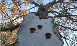 На Київщині вилікували 260-річний дуб – тепер там можуть жити птахи й кажани