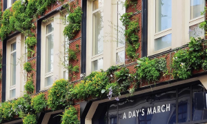 Шведська компанія створить «живу» стіну в Києві – шукають локацію в центрі