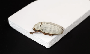 Фізики з Гонконгу представили інноваційний охолоджувальний матеріал