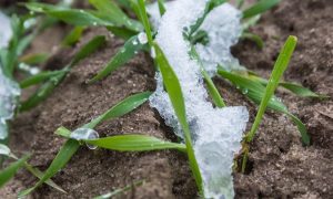 Майже 6 мільйонів гектарів українських полів засіяли озиминою, - Мінагрополітики
