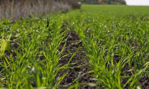 Виклики продовольчій безпеці: в Україні скоротилась площі під озиминою вдвічі