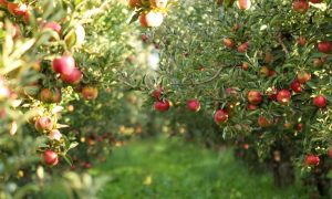 Гранти на розвиток садів і теплиць: цьогоріч аграрії отримали ₴500 млн, - єРобота