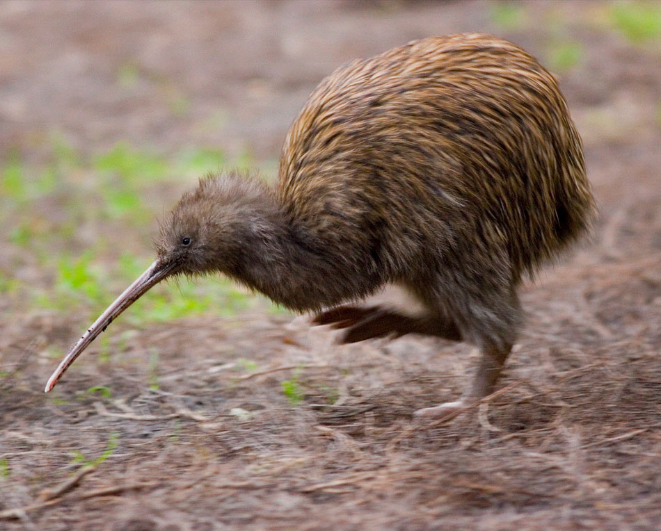Фото: у Новій Зеландії вперше за 150 років з’явилися на світ пташенята ківі 