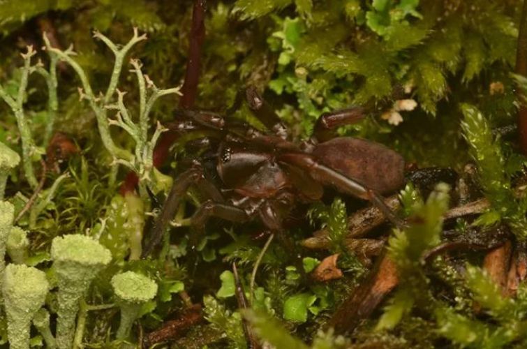 У Португалії знайшли рідкісного павука, якого не бачили майже століття