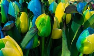 У центрі Києва розквітнуть синьо-жовті тюльпани з Нідерландів