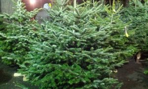У Києві перед Новим роком хвойні дерева оброблять хімікатами