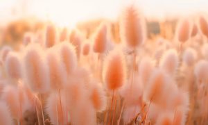 Теплий і затишний: інститут Pantone назвав головний колір 2024 року