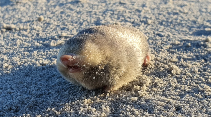 У Південній Африці знайшли золотого крота, якого вважали вимерлим понад 80 років