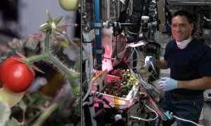 Астронавти з МКС знайшли загублений помідор, який пробув у космосі вісім місяців