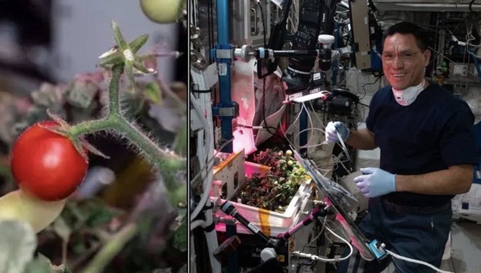 Астронавти з МКС знайшли загублений помідор, який пробув у космосі вісім місяців