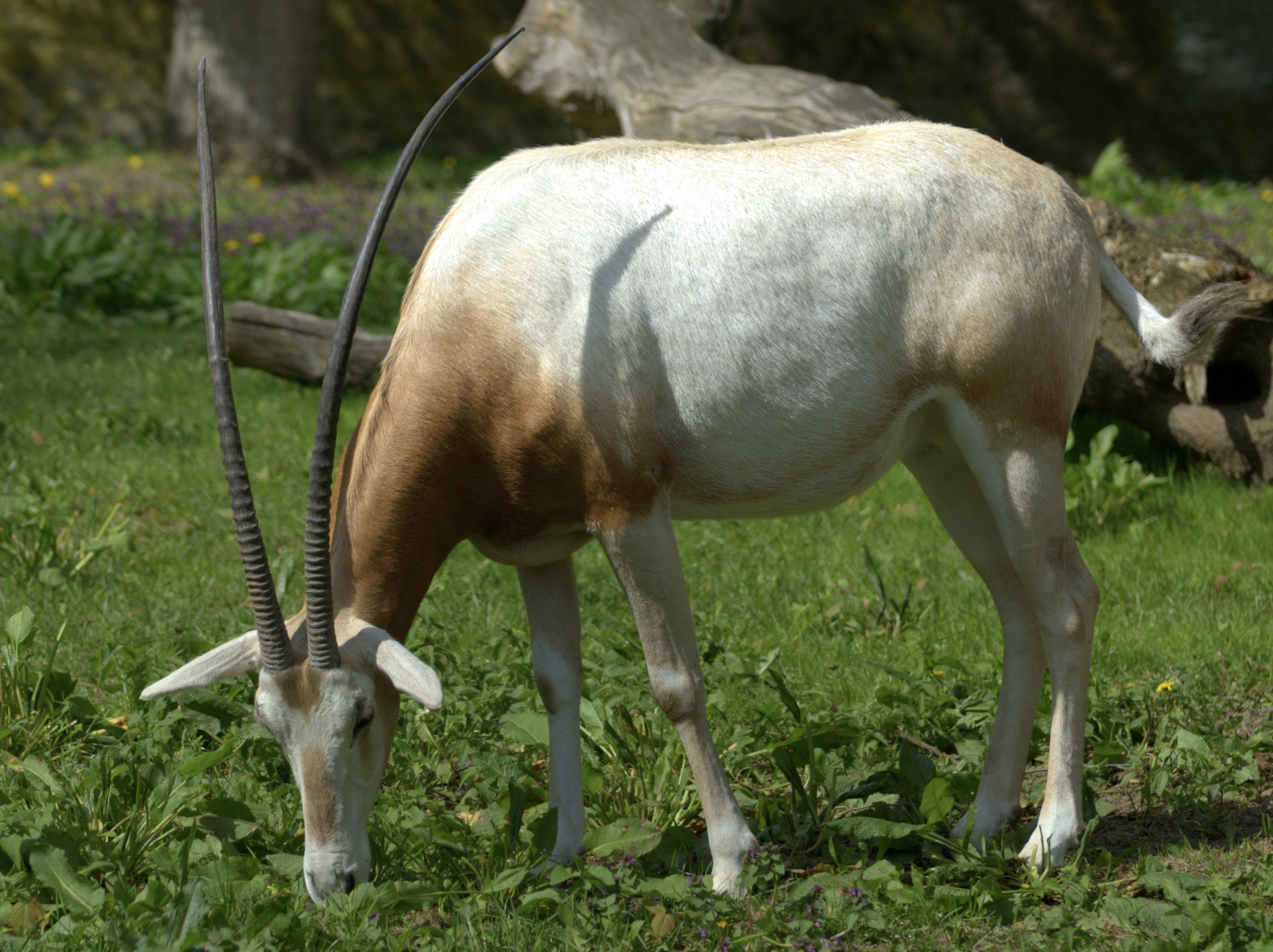 Вважалися вимерлими. У дику природу Африки повернулися рідкісні антилопи