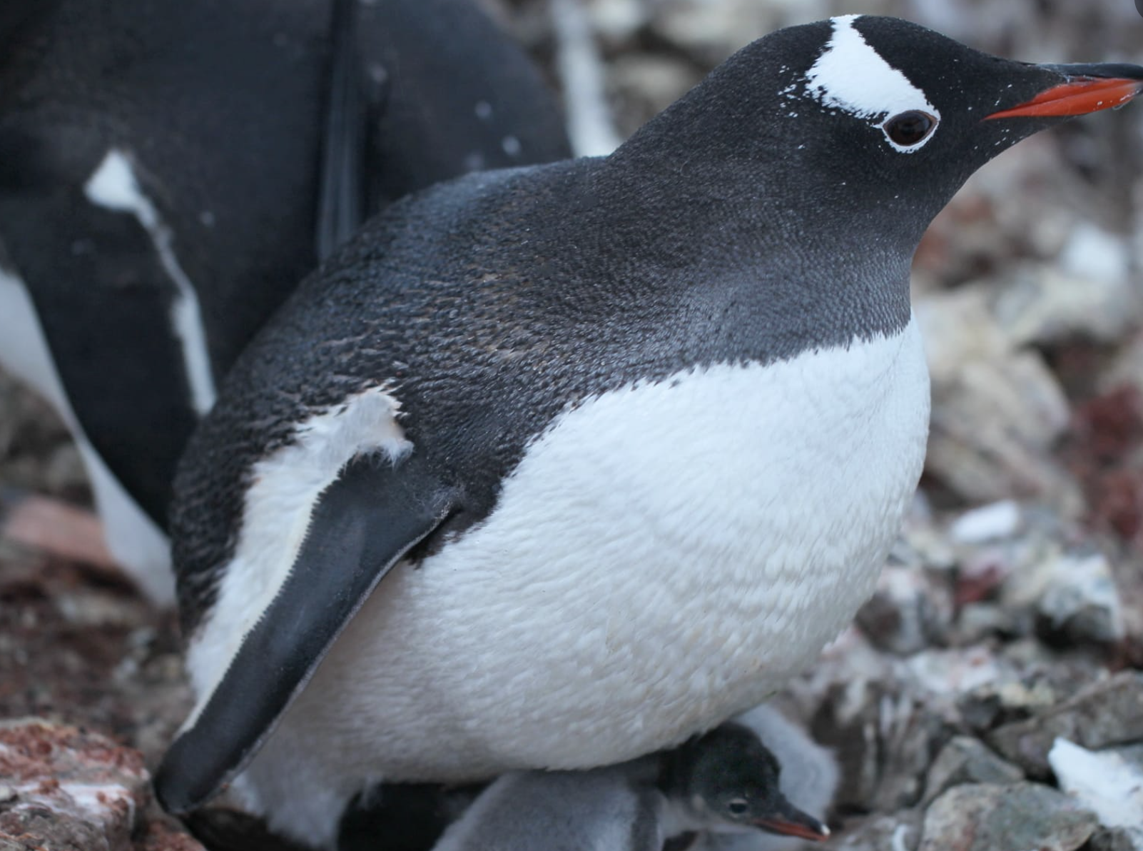 Біля станції «Академік Вернадський» з’явилися перші цього року пінгвінята