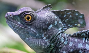 В зоопарку Києва покажуть драконів: що вони вміють та чим харчуються