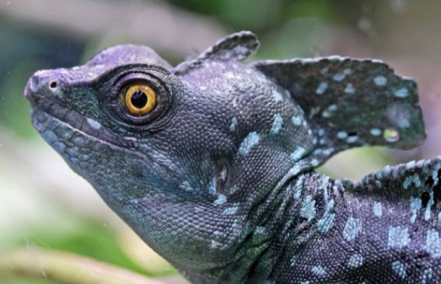 В зоопарку Києва покажуть драконів: що вони вміють та чим харчуються